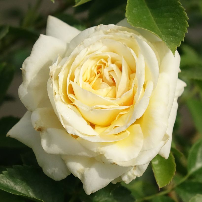 Rosa Nadia Meillandecor - Bodendecker-Rose (Flowering)