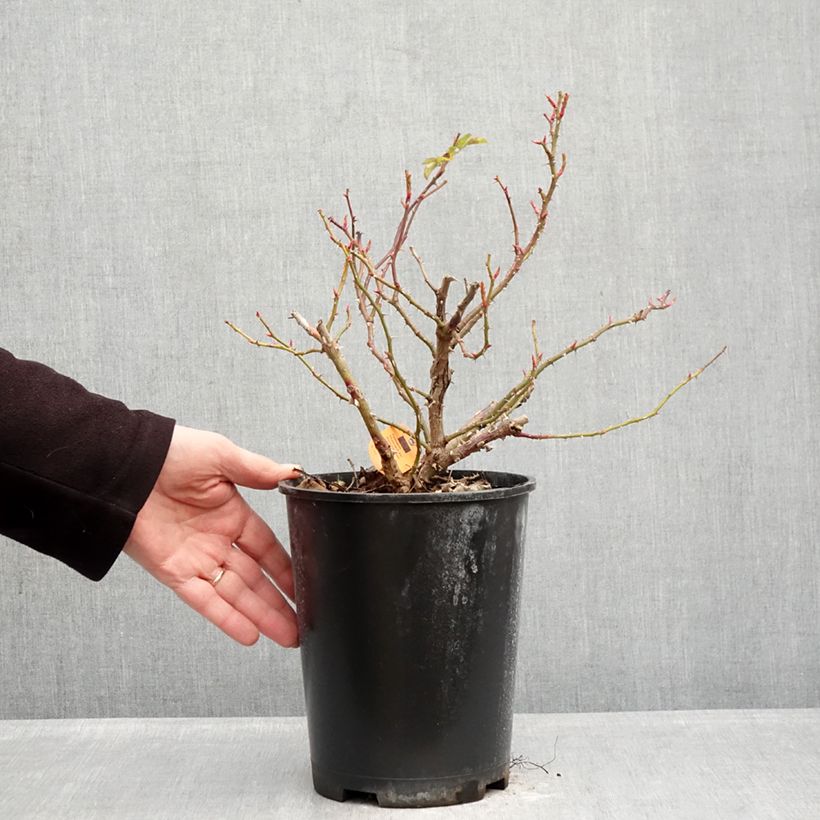 Exemplar von Rosa Nadia Meillandecor - Bodendecker-Rose Topf mit 4L/5L wie im Winter geliefert