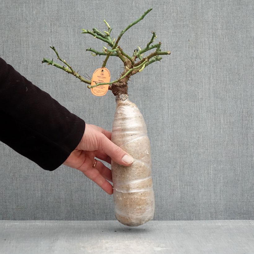 Exemplar von Rosa Nadia Meillandecor - Bodendecker-Rose Wurzelnackt in Beutel wie im Winter geliefert