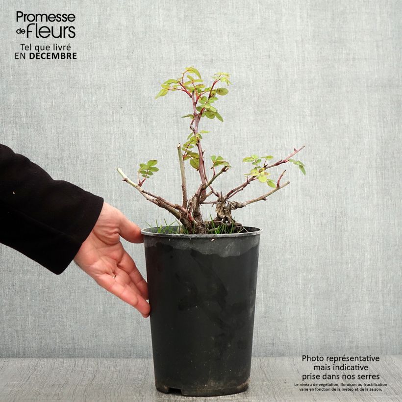 Example of Rosa Nevada - Polyantha-Rose Topf mit 4L/5L as you get in automne