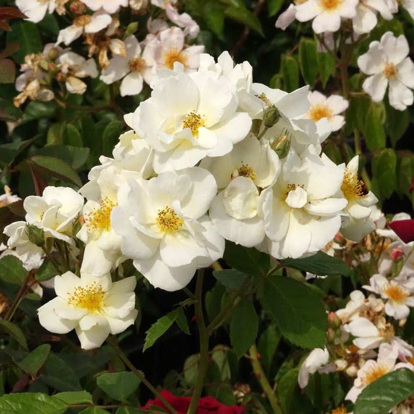Rosa moschata Omi Oswald - Moschus-Rose (Blüte)