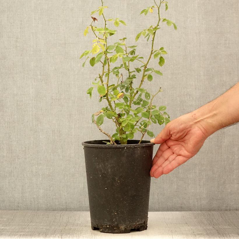 Example of Rosa moschata Omi Oswald - Moschus-Rose Topf mit 4L/5L as you get in ete