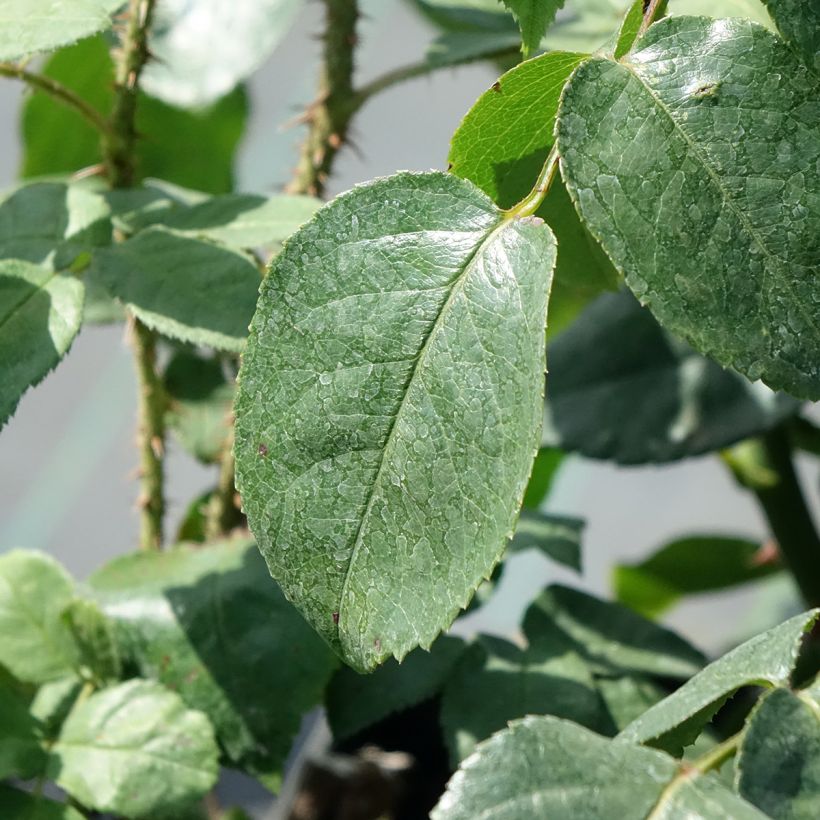 Rosa Grand Hotel - Polyantha-Rose (Foliage)