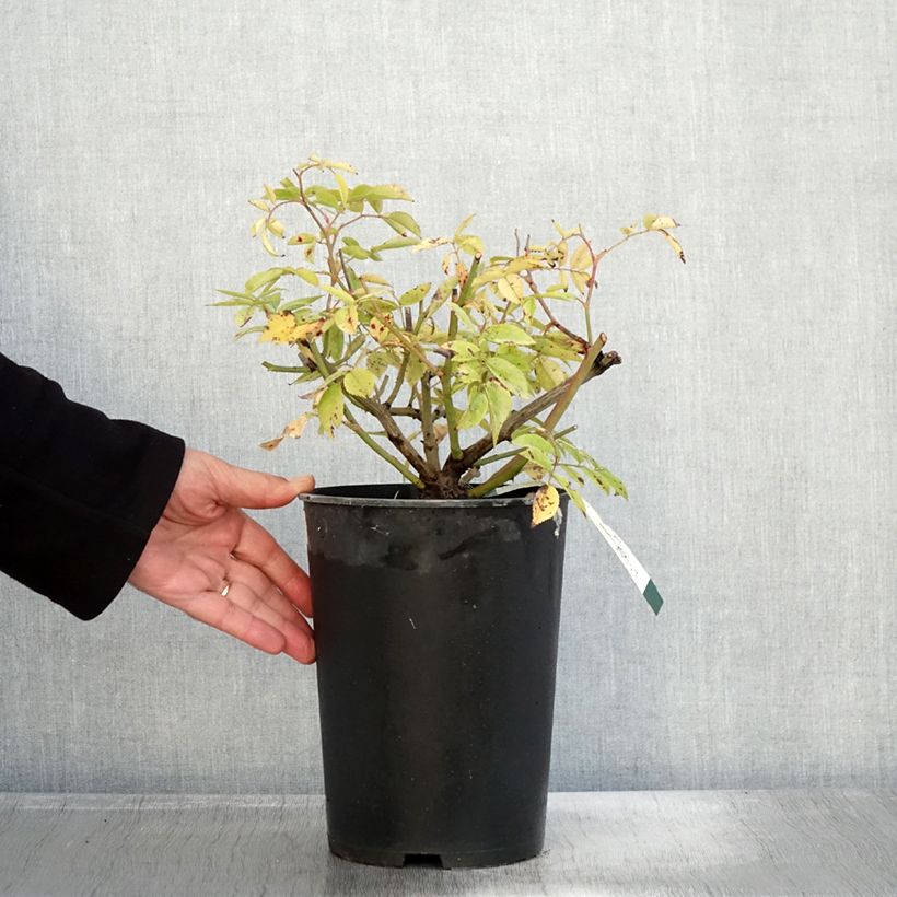 Example of Rosa moschata Petite de Terre Franche - Moschus-Rose Topf mit 4L/5L as you get in automne