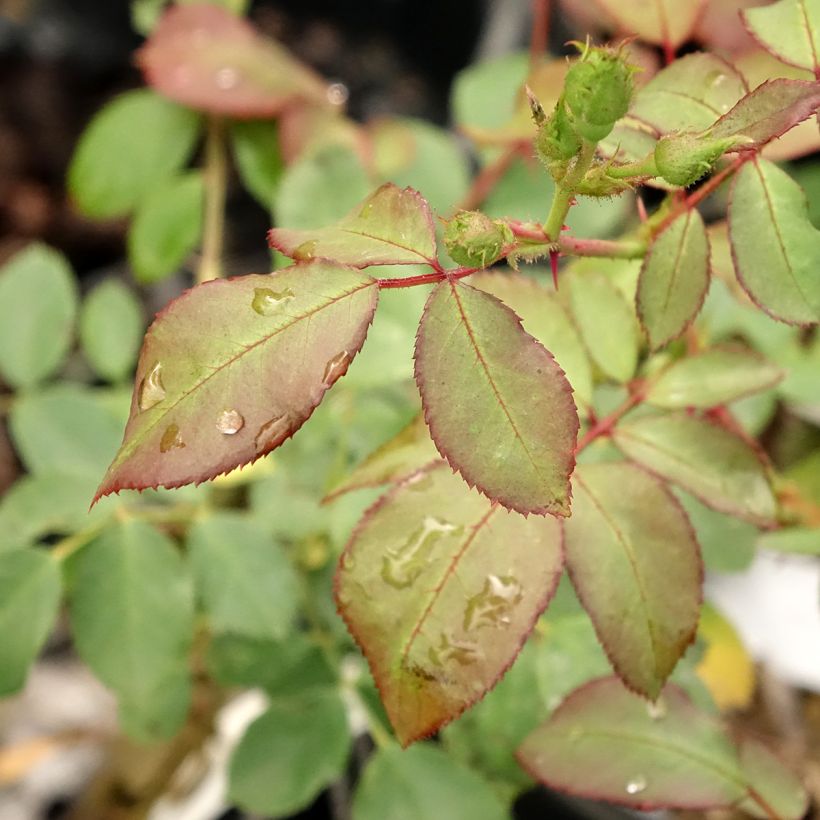 Rosa Pirouette - Beetrose (Foliage)