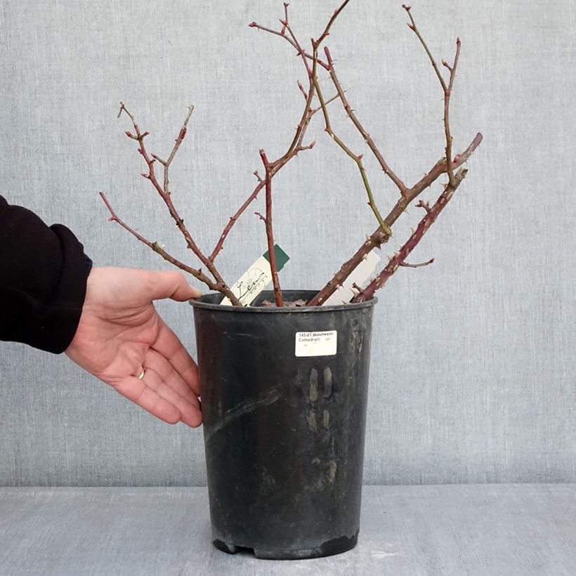 Exemplar von Rosa Pirouette - Beetrose Topf mit 4L/5L wie im Winter geliefert