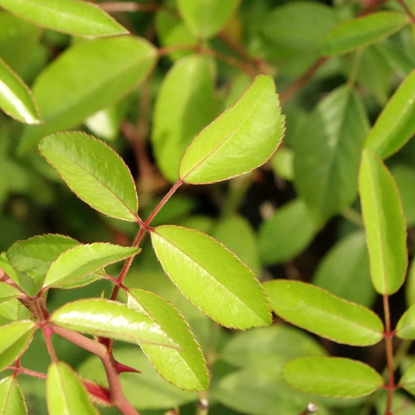 Rosa Plaisanterie - Polyantha-Rose (Foliage)