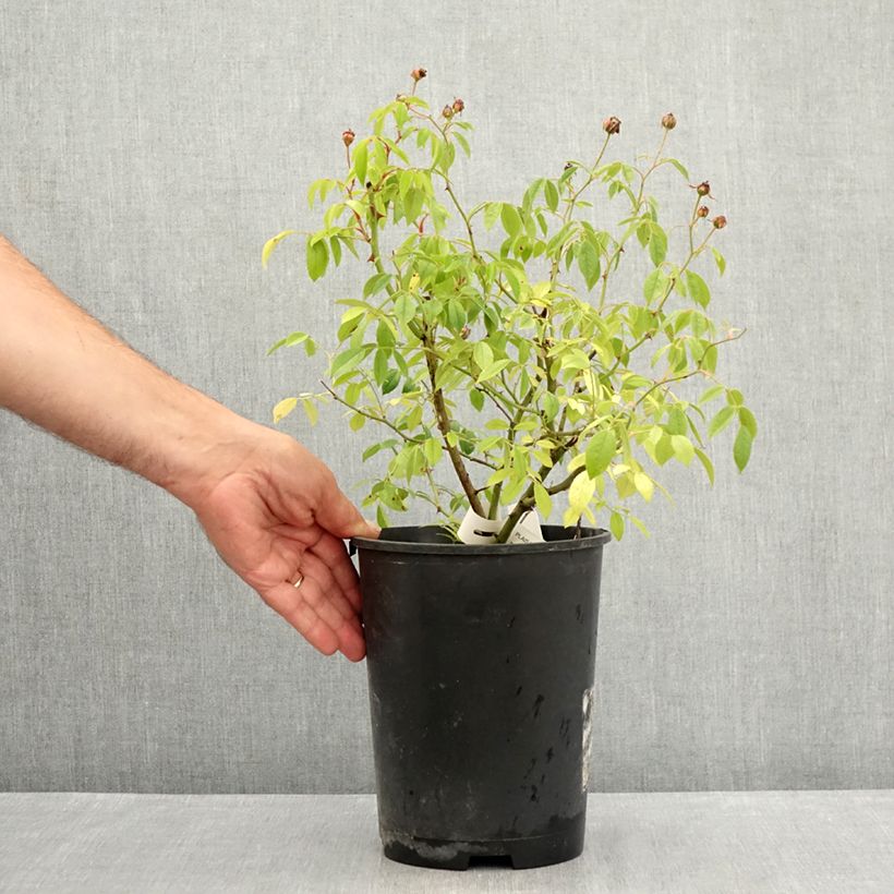 Example of Rosa Plaisanterie - Polyantha-Rose Topf mit 4L/5L as you get in ete