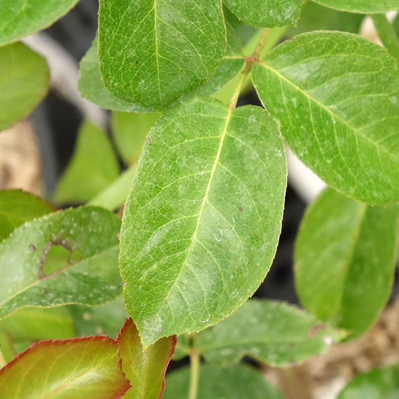 Rosa Prins Alexander - Englische Rose (Foliage)