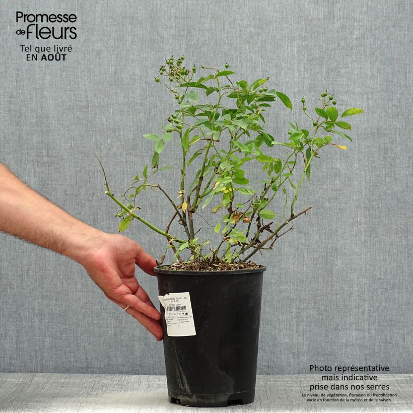 Exemplar von Rosa moschata Puccini - Moschus-Rose Topf mit 4L/5L wie im Sommer geliefert
