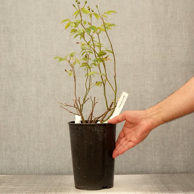 Example of Rosa moschata Queen of the Musks - Moschus-Rose Topf mit 4L/5L as you get in ete
