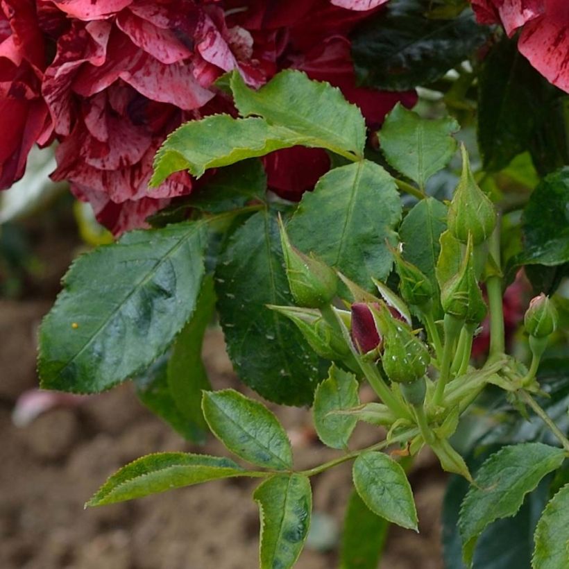 Rosa La Reine de la Nuit - Moderne Beetrose (Foliage)