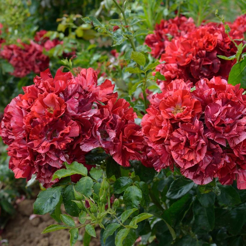 Rosa La Reine de la Nuit - Moderne Beetrose (Flowering)