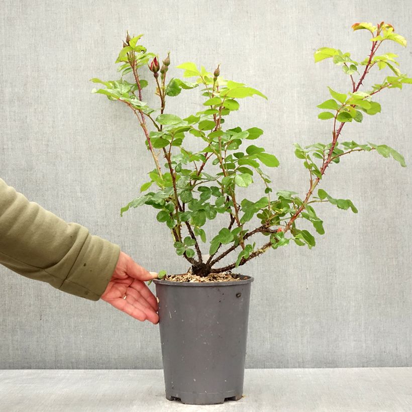 Exemplar von Rosa rugosa Robusta - Apfelrose Topf mit 4L/5L wie im Frühjahr geliefert