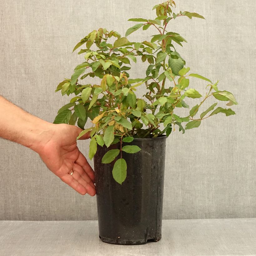 Example of Rosa moschata Rosalita - Moschus-Rose Topf mit 4L/5L as you get in ete