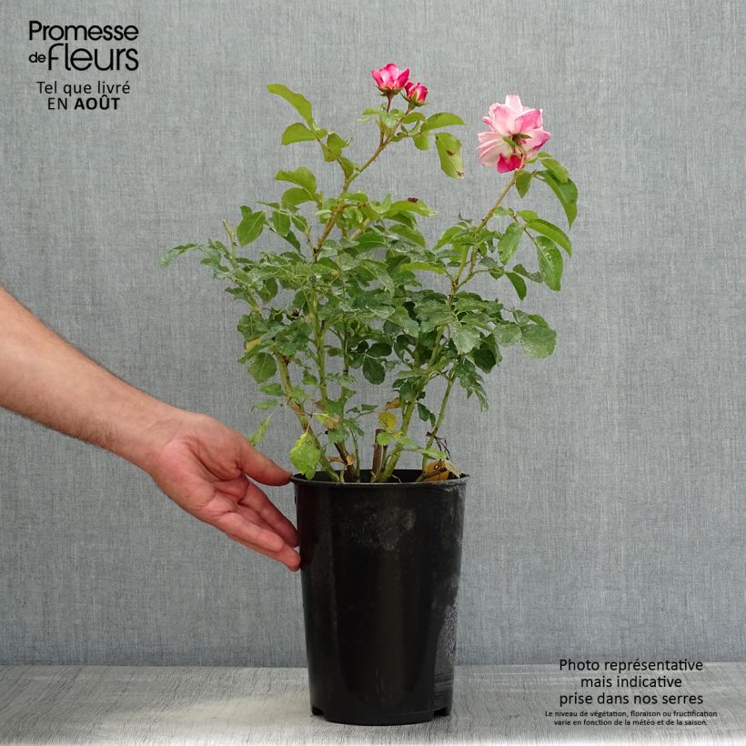 Example of Rosa Rosenstadt Freising - Beetrose Topf mit 4L/5L as you get in ete