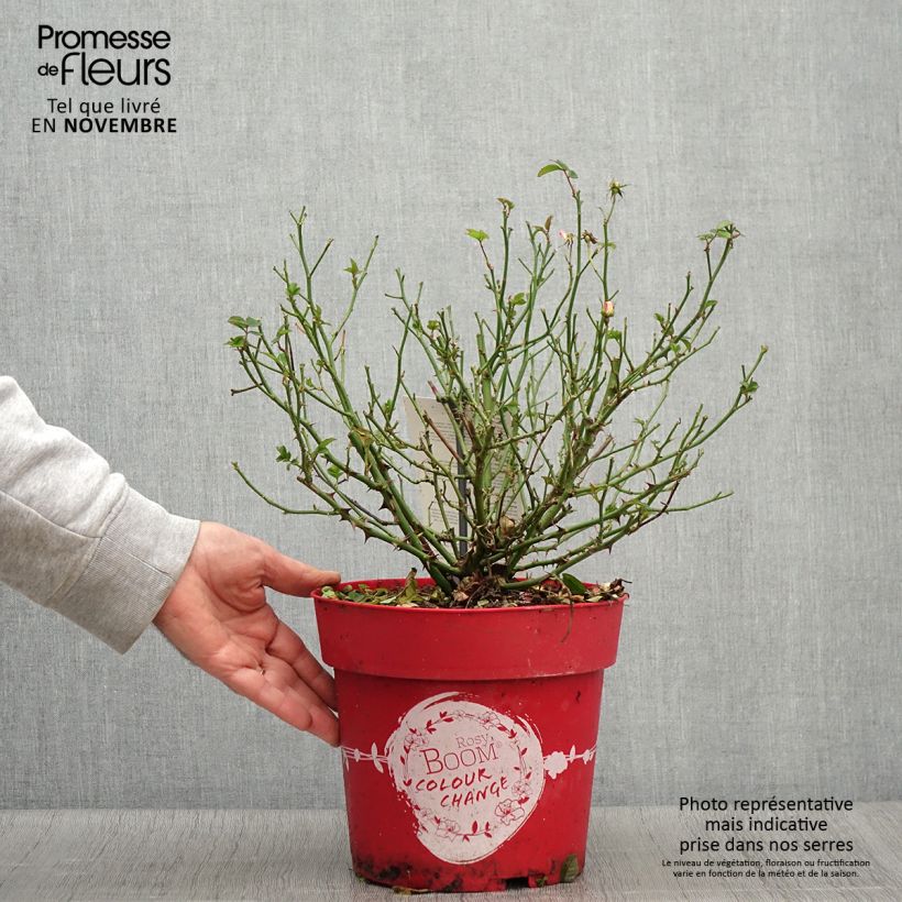 Example of Rosa Rosy Boom Colour Change - Polyantha-Rose Topf mit 6L/7L as you get in automne