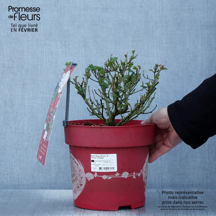 Exemplar von Rosa Rosy Boom Colour Change - Polyantha-Rose Topf mit 6L/7L wie im Winter geliefert