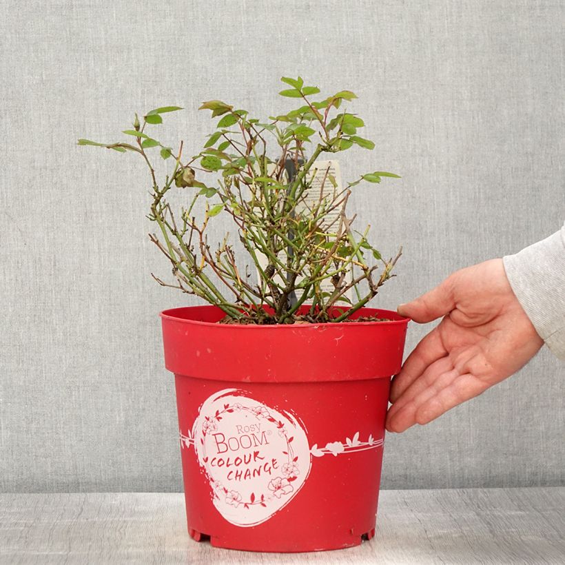 Exemplar von Rosa Rosy Boom Colour Change - Polyantha-Rose Topf mit 6L/7L wie im Frühjahr geliefert