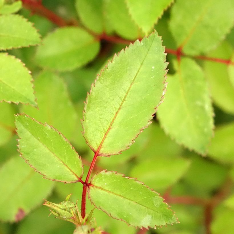 Rosa Rosy Boom Dynamic Hip Hop - Polyantha-Rose (Foliage)