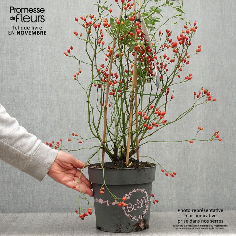 Example of Rosa Rosy Boom Dynamic Hip Hop - Polyantha-Rose Topf mit 6L/7L as you get in automne