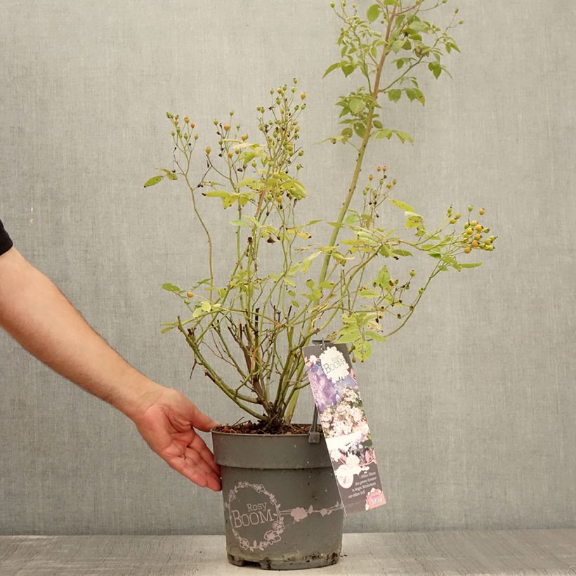 Exemplar von Rosa Rosy Boom Dynamic Hip Hop - Polyantha-Rose Topf mit 6L/7L wie im Sommer geliefert