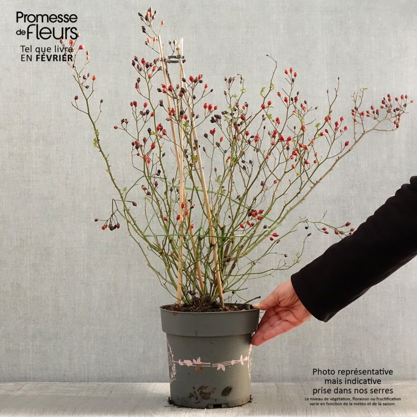 Exemplar von Rosa Rosy Boom Dynamic Hip Hop - Polyantha-Rose Topf mit 6L/7L wie im Winter geliefert