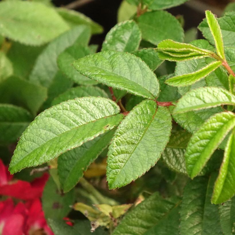 Rosa Rosy Boom Mini - Polyantha-Rose (Foliage)