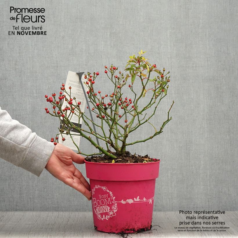 Example of Rosa Rosy Boom Mini - Polyantha-Rose Topf mit 6L/7L as you get in automne