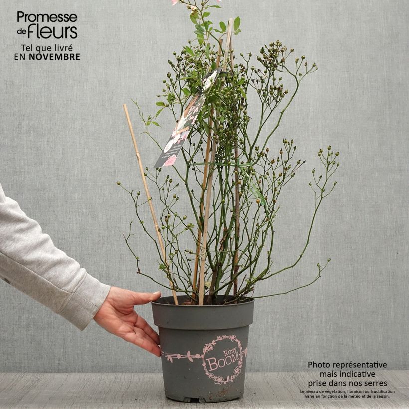 Example of Rosa Rosy Boom Wildlife - Polyantha-Rose Topf mit 6L/7L as you get in automne