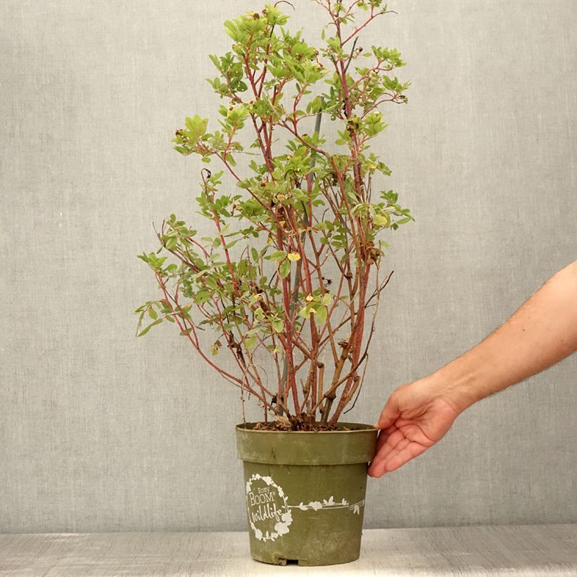 Exemplar von Rosa Rosy Boom Wildlife - Polyantha-Rose Topf mit 6L/7L wie im Sommer geliefert