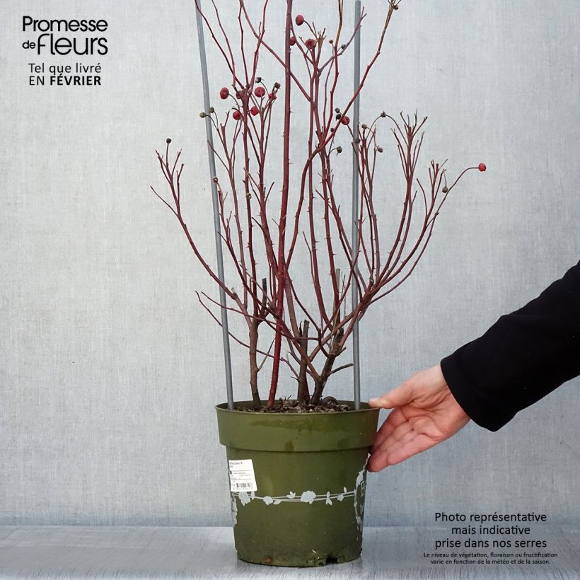 Exemplar von Rosa Rosy Boom Wildlife - Polyantha-Rose Topf mit 6L/7L wie im Winter geliefert