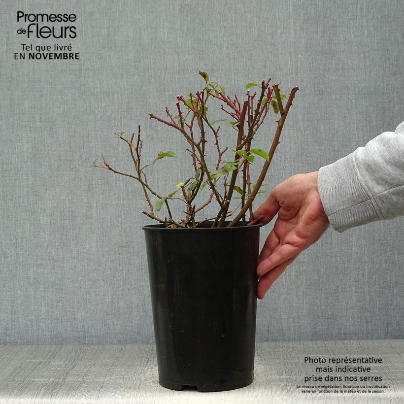 Example of Rosa Rosy Cushion - Moderne Hybrid-Rose Topf mit 4L/5L as you get in automne