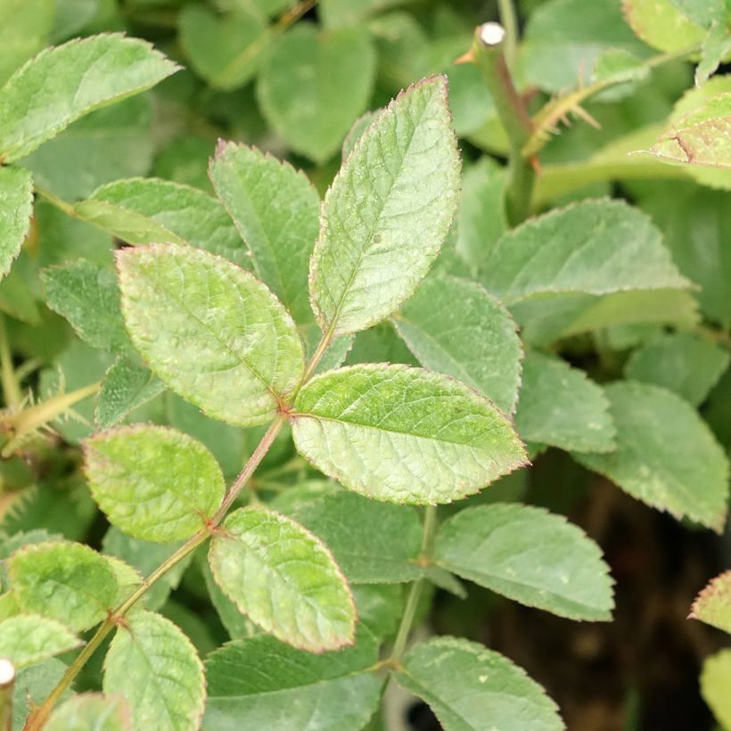 Rosa moschata Rosy Purple - Moschus-Rose (Foliage)