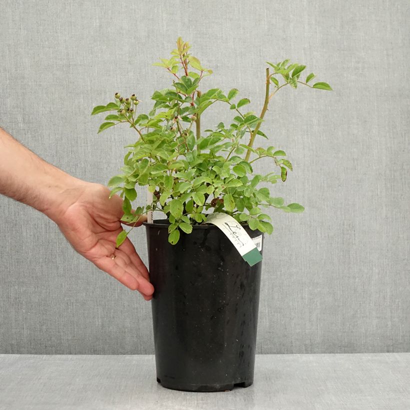 Example of Rosa moschata Rosy Purple - Moschus-Rose Topf mit 4L/5L as you get in ete