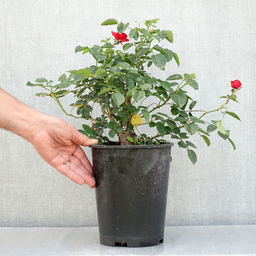 Example of Rosier arbustif Scarlet Bonica Pot de 4L/5L as you get in ete