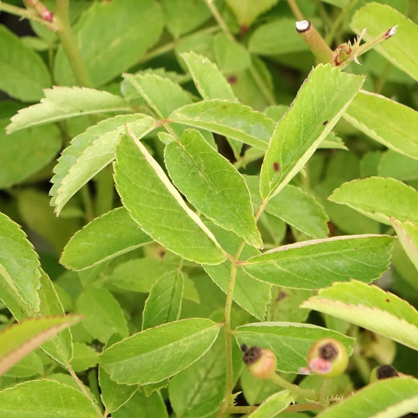 Rosa moschata Schubert - Moschus-Rose (Foliage)