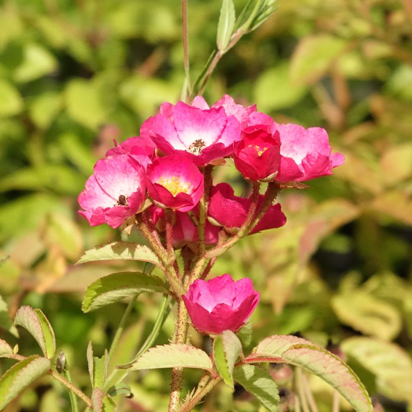 Rosa moschata Schubert - Moschus-Rose (Flowering)