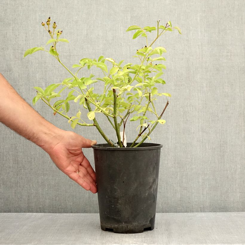 Example of Rosa moschata Schubert - Moschus-Rose Topf mit 4L/5L as you get in ete