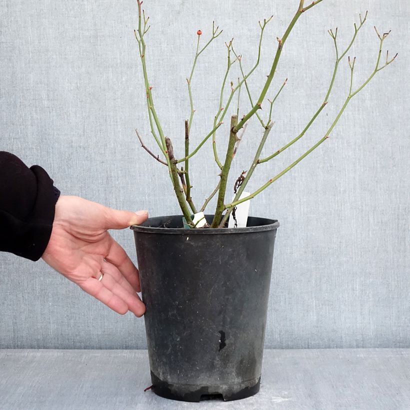 Exemplar von Rosa moschata Schubert - Moschus-Rose Topf mit 4L/5L wie im Winter geliefert