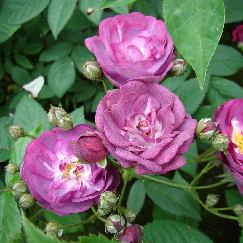 Rosa moschata Sibelius - Moschus-Rose (Flowering)