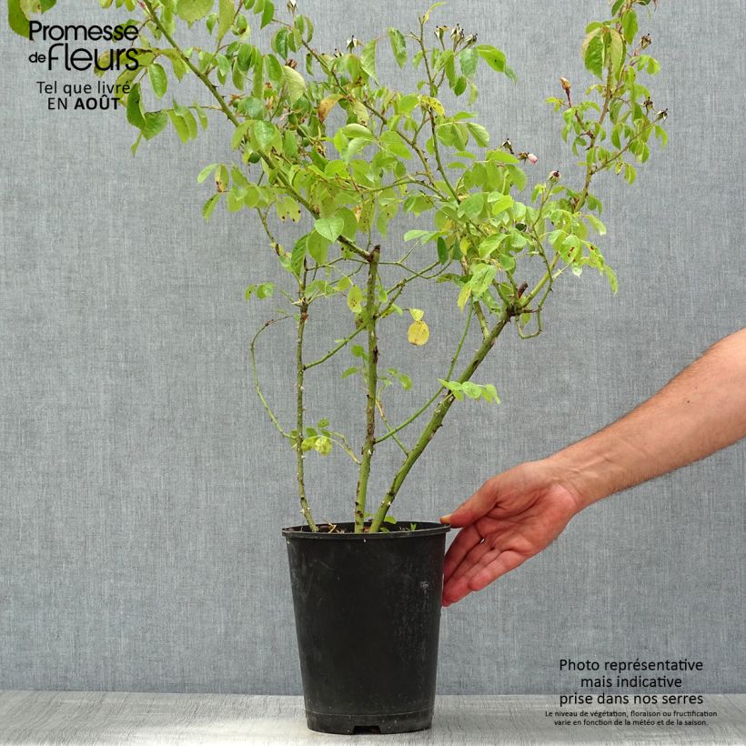 Example of Rosa Smarty - Moderne Hybrid-Rose Topf mit 4L/5L as you get in ete