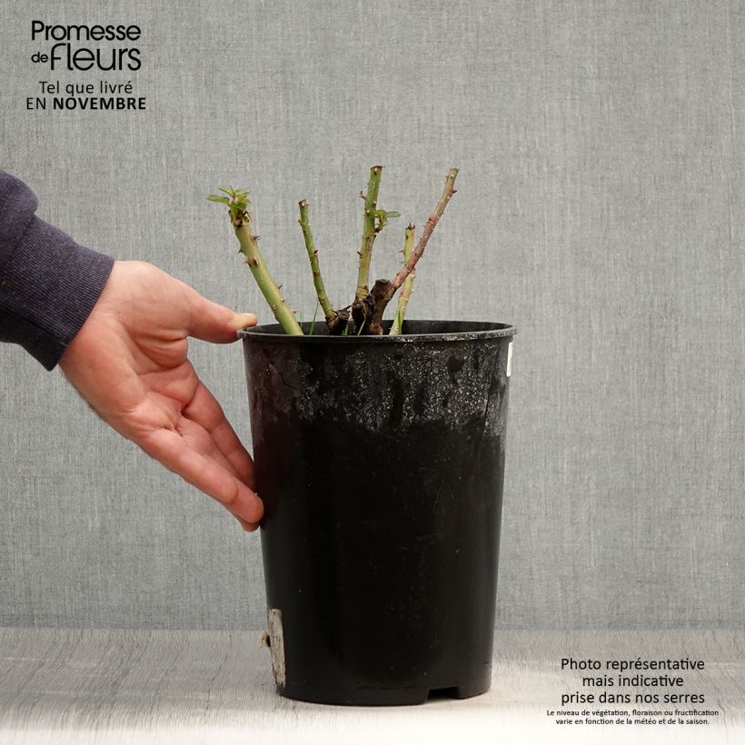 Example of Rosa Soul - Polyantha-Rose Topf mit 4L/5L as you get in automne