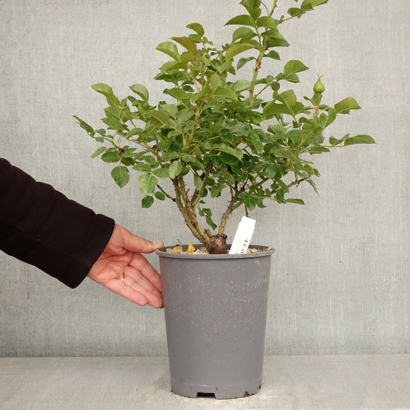 Exemplar von Rosa Soul - Polyantha-Rose Topf mit 4L/5L wie im Frühjahr geliefert
