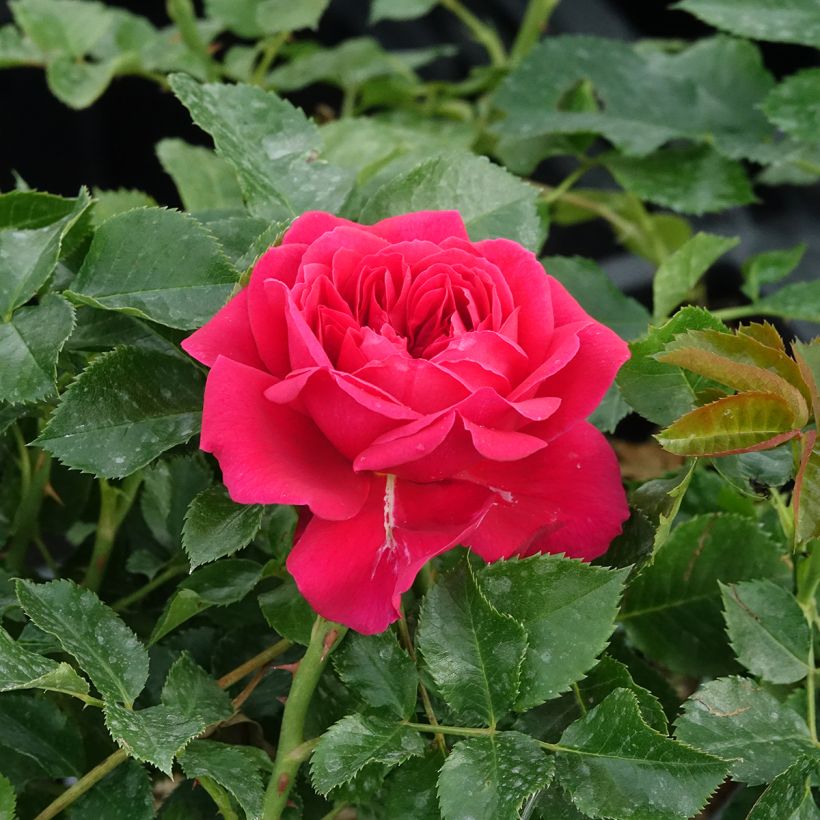 Rosa Soul - Polyantha-Rose (Blüte)