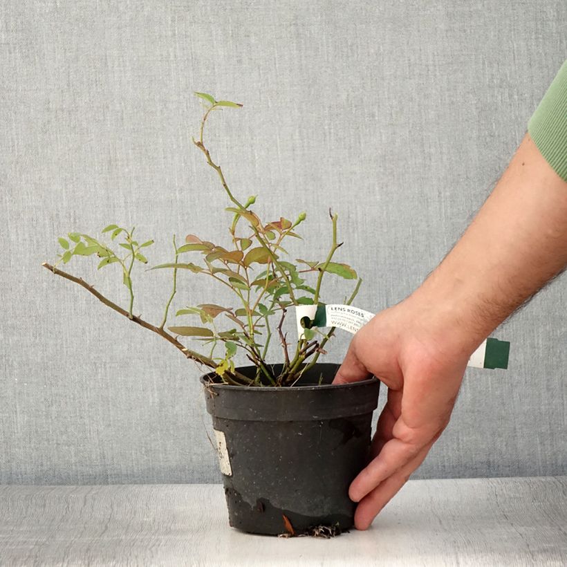Example of Rosa moschata Twins - Moschus-Rose Topf mit 1L/1,5L as you get in ete