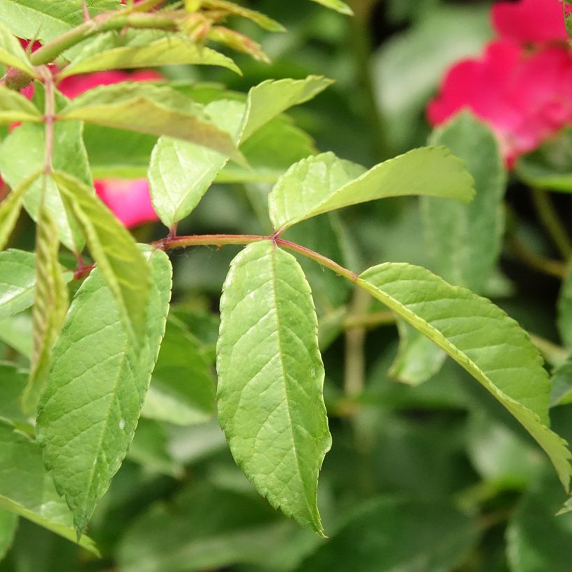 Rosa moschata Vif Eclat - Moschus-Rose (Laub)