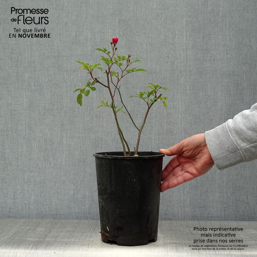 Example of Rosa moschata Vif Eclat - Moschus-Rose Topf mit 4L/5L as you get in automne