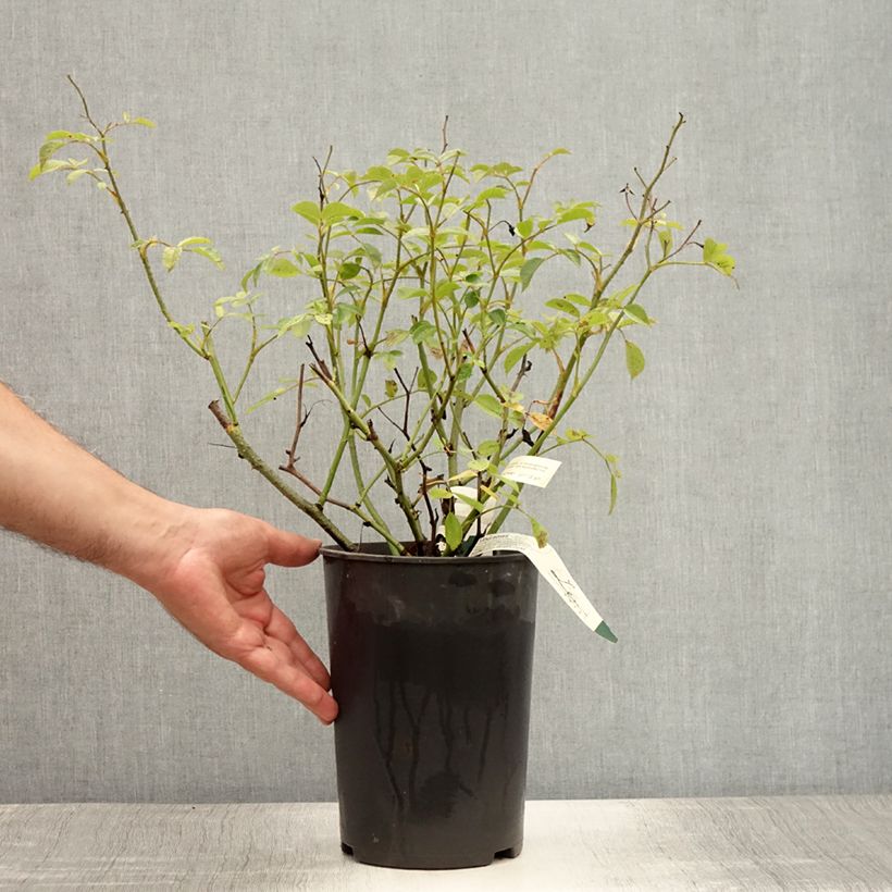 Exemplar von Rosa moschata Vif Eclat - Moschus-Rose Topf mit 4L/5L wie im Sommer geliefert