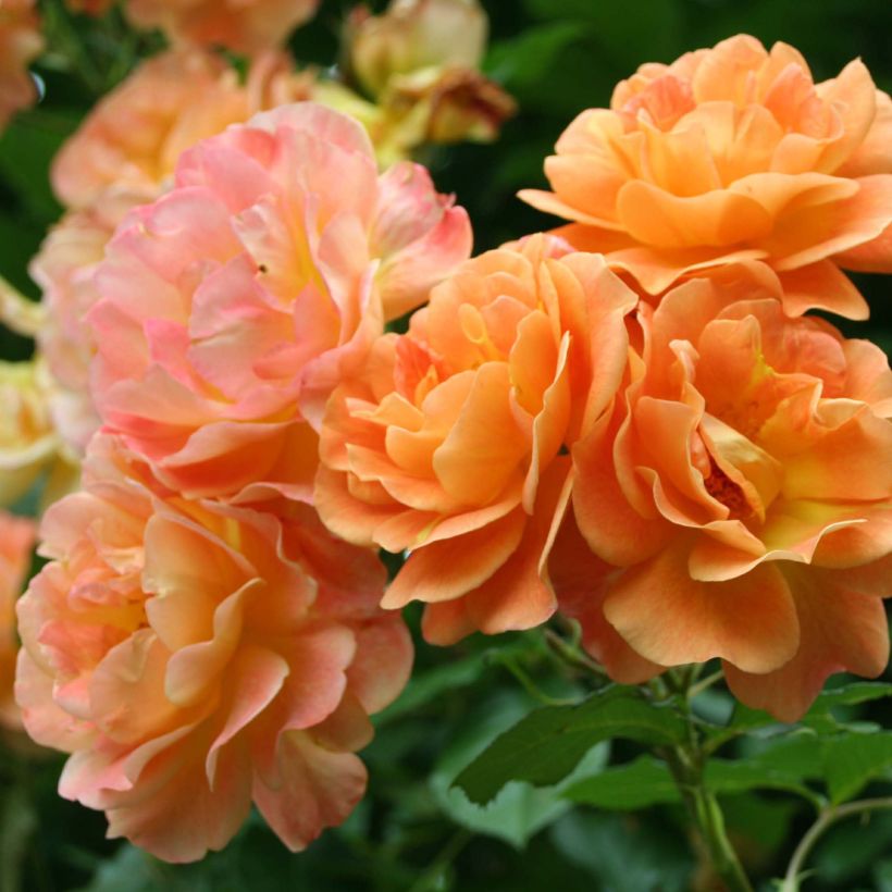 Rosa Westerland - Moderne Strauchrosen (Flowering)